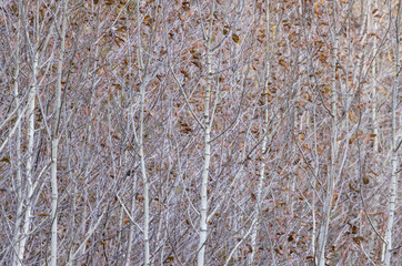 USA, Washington State. Cascade Mountains near Liberty on Highway 97 young grouping of aspens as leaves turning brown and falling off