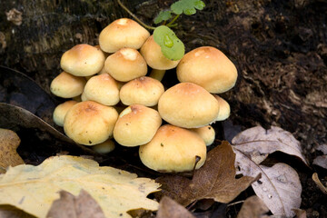 Falso chiodino o zolfino (Hypholoma fasciculare. ), Sulphur Tuft fungi, Hypholoma fasciculare.Tempio. Sardegna. Italia, gallura.. Sardinia