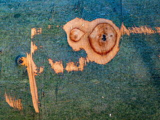 Gefällte und gesägte Bäume im Mischwald