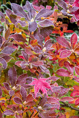 USA, Washington State, Sammamish. Autumn colors on frosted Japanese maple leaves on Azalea