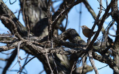 Carolina wren mostly in shadow perched in a tree.