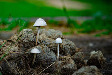 White mushrooms growing on organic matter with a blurred green background.