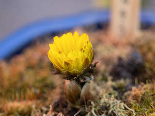フクジュソウの鉢植え