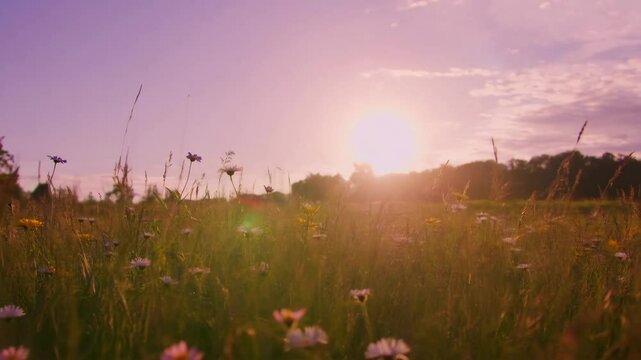 Sunset over wildflower meadow with daisies and tall grass. Summer solstice celebration. Nature awakening scene for Earth Day, Midsummer, or Beltane. Romantic and peaceful countryside landscape.