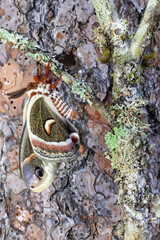 USA, Washington State, Sammamish. Red robin silk moth on ponderosa pine bark