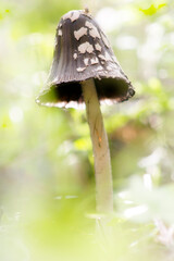 Magpie Cap Fungus - Coprinus picaceus Sardinia, Italy
