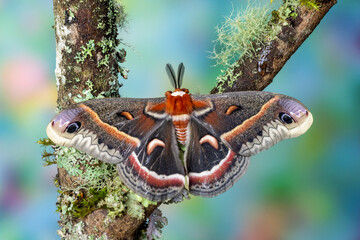 USA, Washington State, Sammamish. Red robin silk moth male