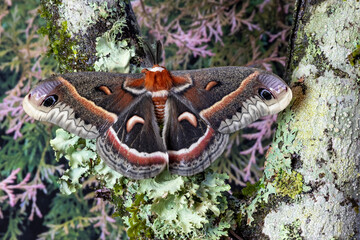 USA, Washington State, Sammamish. Red robin silk moth male
