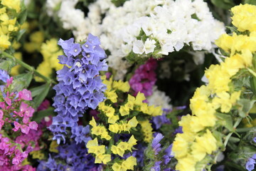 colorful flowers in a garden