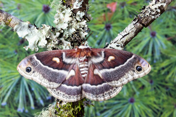 USA, Washington State, Sammamish. Silk moth, Hyalophora Columbia female with wings open lichen covered branch