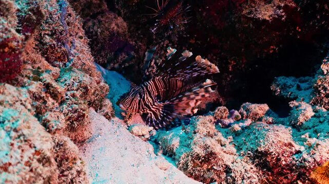 Zebra lionfish or zebra fish, or striped lionfish Latin Pterois volitans is a species of ray-finned fish of the scorpion family. Amazing fish in Pacific ocean. Ocean ecosystem, coral reef enviroment