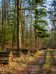 Frisch gefällte und markierte Baumstämme am Waldweg