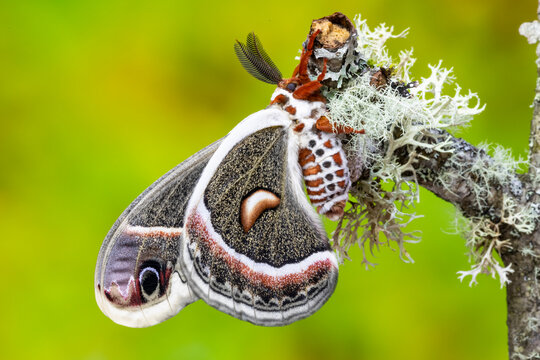 USA, Washington State, Sammamish. Red robin silk moth