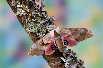 USA, Washington State, Sammamish. Sphinx moth wings open resting on lichen covered branch