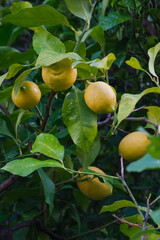 Ripe Yellow Lemons Growing on a Tree 