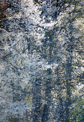 USA, Washington State, Fall City. Tree trunks of wild cherry trees spring bloom