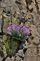 USA, Washington State, Catherine Creek Day Use Area just above Rowland Lake on rock cliff face