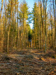 Abholzung im Mischwald