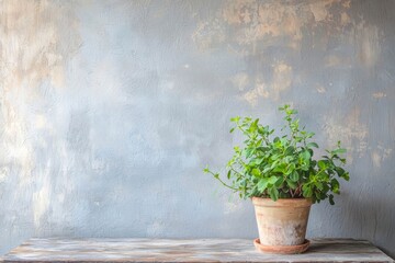 Arts stucco is on the wall. The potted plants.