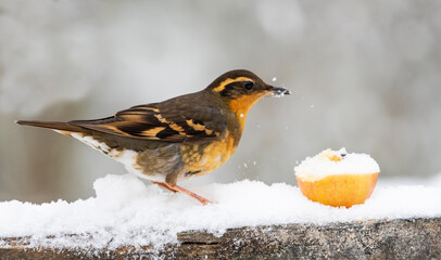 USA, Washington State, Sammamish. Varied thrush feeding on apple in fresh snowfall
