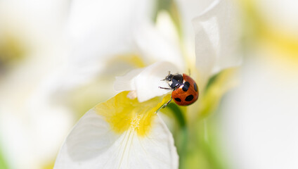白い花とテントウムシ