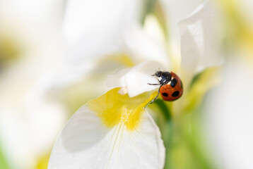 白い花とテントウムシ