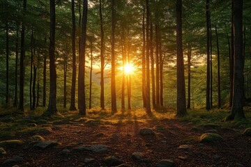 Obraz premium Serene Sunrise Through Forest Trees with Golden Light