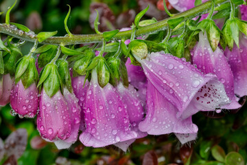 USA, Washington State, Sammamish. Dewdrops on foxglove perennial flowers in garden