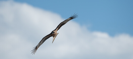空を飛ぶカッコいいトビ