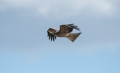 空を飛ぶカッコいいトビ