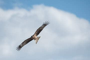 空を飛ぶカッコいいトビ