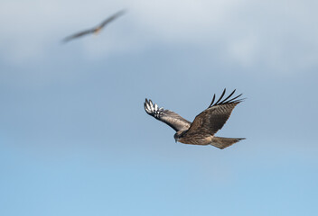 空を飛ぶカッコいいトビ