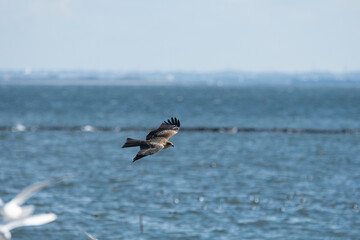 空を飛ぶカッコいいトビ