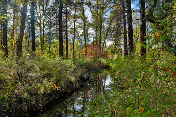USA, Washington State, Cle Elum. Small stream along Whispering Pines road early Autumn with backdrop of cottonwood trees