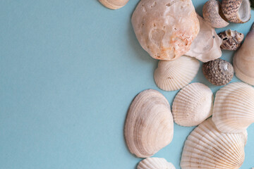 青背景に並んだ可愛い貝殻の背景