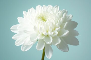 Fototapeta premium White flower green background.