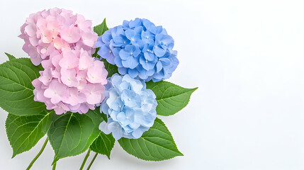 Pink and blue hydrangeas on white background, floral arrangement,  greeting card design