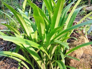 Fototapeta premium Green flower stalks in the outdoor garden.