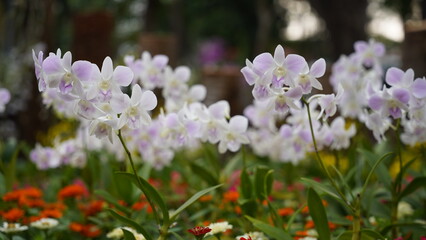 Growing orchids is a rewarding challenge