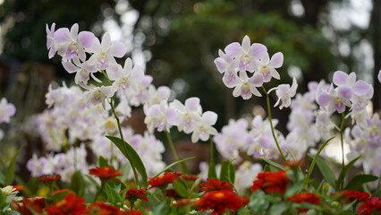 Growing orchids is a rewarding challenge