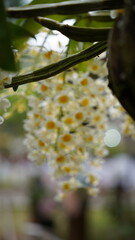 Growing orchids is a rewarding challenge