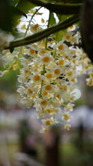 Growing orchids is a rewarding challenge