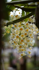 Growing orchids is a rewarding challenge