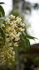 Growing orchids is a rewarding challenge