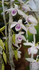 Growing orchids is a rewarding challenge
