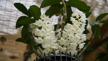 Growing orchids is a rewarding challenge