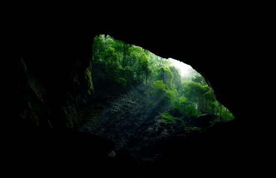 View of a Lush Forest from a Dark Cave