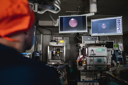 Veterinarian Observing Monitors During Procedure