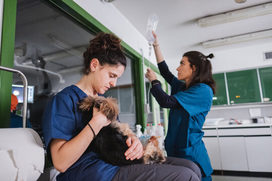 Veterinary Team Caring for Small Dog