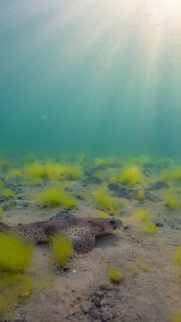 Dogfish resting under rays of light at sunset